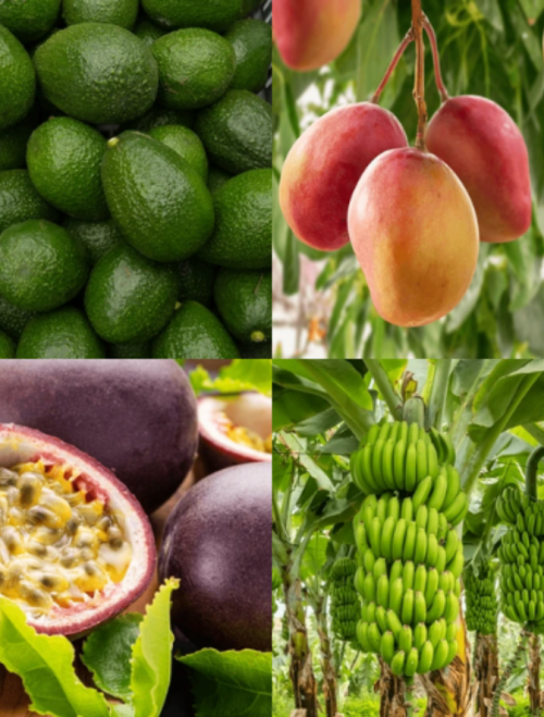 Untitled design - 2025-11-11T022130.665